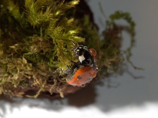 Macro. A ladybug crawls in the moss.