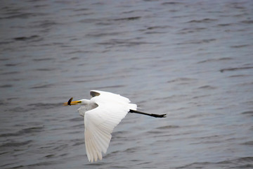 seagull in flight