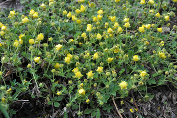 In nature grows potentilla