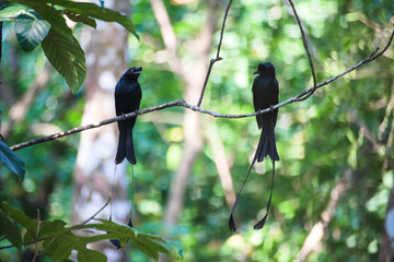 bird on a branch