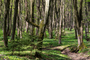Wiosna w lesie. Las Zwierzyniecki, Białystok, Podlasie, Polska