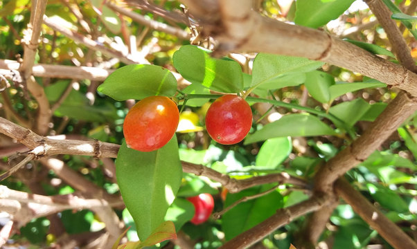 Two red limeberry, sweet lime or triphasia trifolia fruits hanging on a stem against a blurred nature background with the shrub, leaves and branches. 
