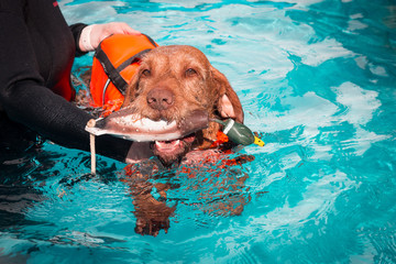 Drahthaar Vizsla, Hydrotherapie , Hundeschwimmen, Muskelaufbau, Sporthunde, Hundephysiotherapie