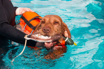 Drahthaar Vizsla, Hydrotherapie , Hundeschwimmen, Muskelaufbau, Sporthunde, Hundephysiotherapie
