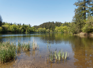 Obraz premium Naturpark Südschwarzwald. Stillen Wasser des Bergsee oberhalb Bad Säckingen und Gipfel Röthekopf unter einem frühlingsblauen Himmel in Baden-Wüttemberg