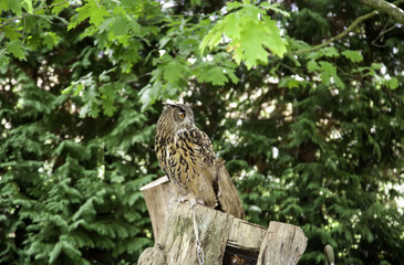 Wild owl nature