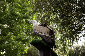 Raptor wild eagle