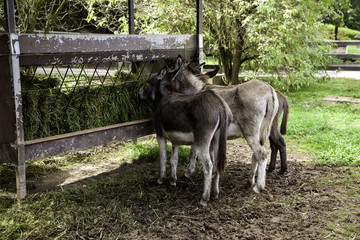 Donkeys on farm