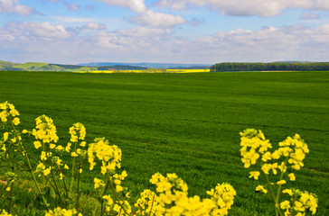 Obraz premium A beautiful german agriculture landscape with light and yellow rape fields
