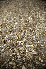 Autumn leaves