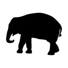 Silhouette of an elephant on a white background. Vector illustration.