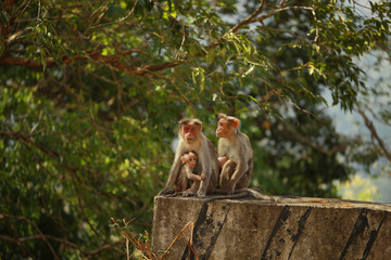 Obraz premium Family of monkeys.Mother and child Rhesus Macaque monkeys, Angkor Wat. Adult monkey taking care of baby monkey. portrait of monkey mother hugging her little baby