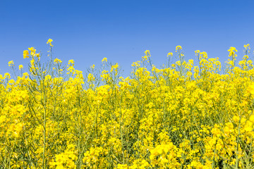 Blühendes Rapsfeld