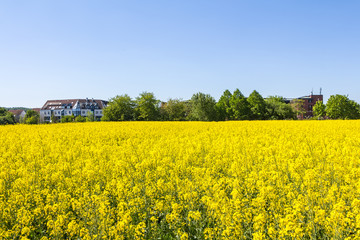 Blühendes Rapsfeld und im Hintergrund das Landratsamt der Kreisstadt Hofheim am Taunus im Main-Taunus-Kreis