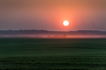 Beauty sunset with big red sun and evening fog on spring wheat field. Nature landscape photography