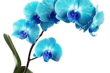 Fototapeta na wymiar Orchids on white background close-up. Aqua blue orchid on white background close up. Aqua blue orchid flowers close-up. Aqua blue orchid flowers studio photo. Branch of orchid horizontal photo