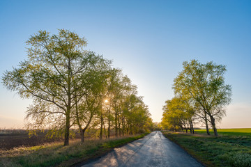 Summer landscape with trees along road