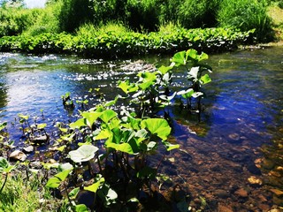 Clear water in a shallow river with stones and plants.Totma.Russia.