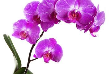 Fototapeta na wymiar Orchids on white background close-up. Purple orchid on white background close up. Purple orchid flowers close-up. Purple orchid flowers studio photo. Branch of orchid horizontal photo