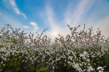 Spring landscape with flowers on bush of blackthorn