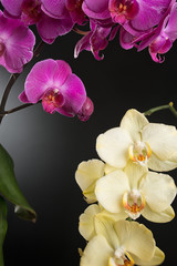 orchids on black background close-up, yellow and violet orchid on black background close up, yellow and violet orchid flowers close-up, yellow and violet orchid flowers studio photo, 