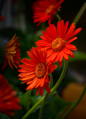 Brilliant Red Flower Blooming