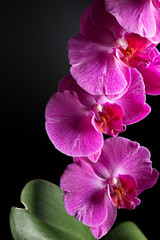 orchids on black background close-up, purple orchid on black background close up, purple orchid flowers vertical image, purple orchid flowers studio photo