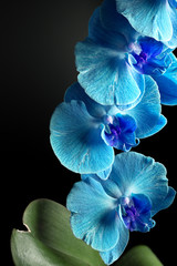 orchids on black background close-up, blue orchid on black background close up, blue orchid flowers vertical image, blue orchid flowers studio photo