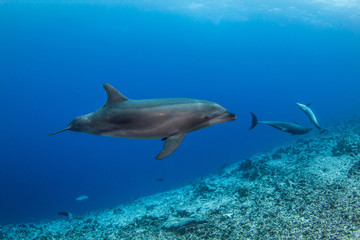 Obraz na płótnie Canvas dolphins in the blue