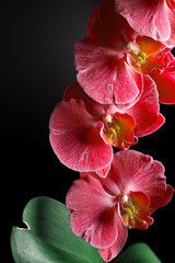 orchids on black background close-up, red orchid on black background close up, red orchid flowers...