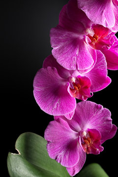 orchids on black background close-up, purple orchid on black background close up, purple orchid flowers vertical image, purple orchid flowers studio photo