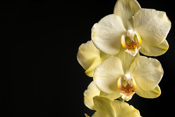 Naklejka na ściany i meble yellow orchid on black background close-up, yellow orchid flowers studio photo, yellow orchid flowers horizontal photo