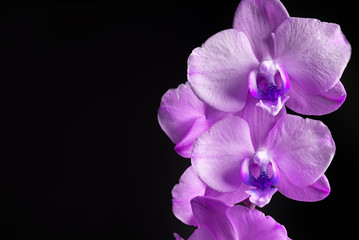 Naklejka na ściany i meble purple orchid on black background close-up, purple orchid flowers studio photo, purple orchid flowers horizontal photo