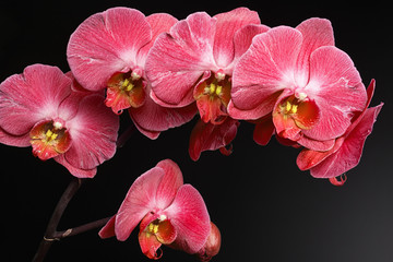 Panele Szklane  orchidee na czarnym tle zbliżenie, czerwona orchidea na czarnym tle zbliżenie, czerwone kwiaty orchidei zbliżenie, czerwone kwiaty orchidei zdjęcie studyjne