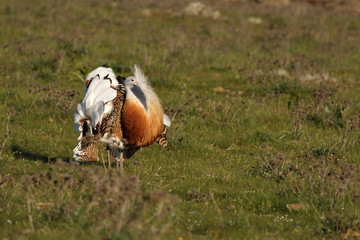 Great bustard male with plumage of the mating season with the first light of the day