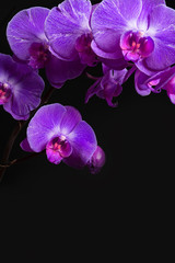 Obraz premium orchids on black background close-up, purple orchid on black background close up, purple orchid flowers close-up, purple orchid flowers studio photo