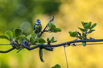Blaumeise mit Futter