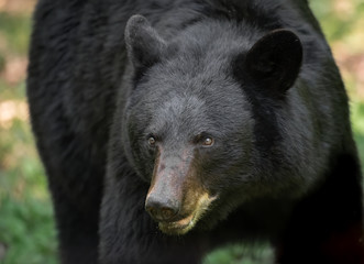 Black Bear 