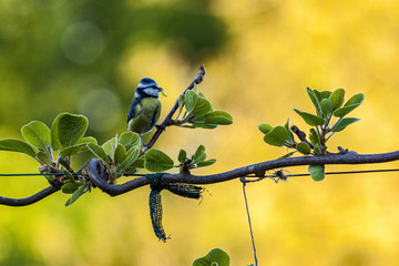 blaumeise mit Futter