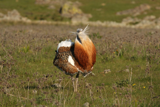 Great bustard male with plumage of the mating season with the first light of the day