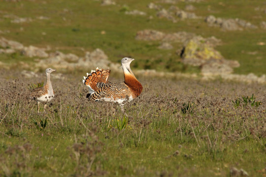 Male and female of great bustard in the mating season early in the day in a steppe zone in western Spain, Bustard, birds