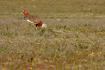 Adult male Great Bustard at first light in the morning at mating season, bustard, birds