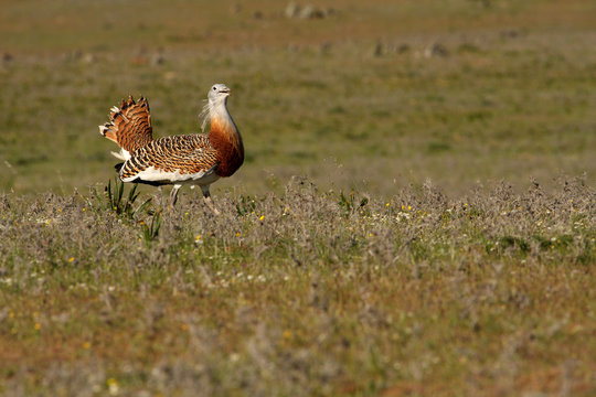 Adult male Great Bustard at first light in the morning at mating season, bustard, birds