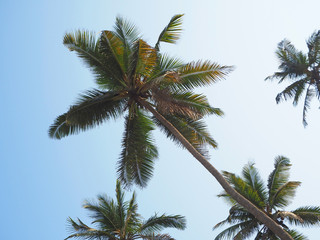Fototapeta na wymiar view of coconut trees from the bottom up against the sky. Concept of recreation and tropical places