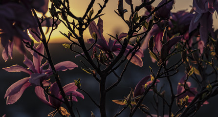 Nice magnolia sulanga flower on the sunset background