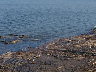 Tangle of driftwood from the small branch to the tree trunk segment, brown wood floating in the blue water with small waves. A example of diversity in general.