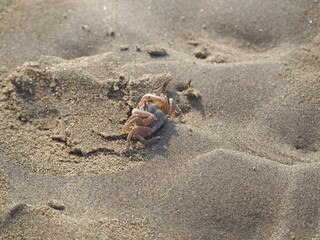 Sand crab on the beach close up in the morning