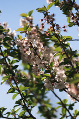 white flowers on a tree branch, blooming gardens, close-up.