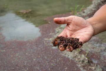 Organic Rice Paddy Farming as Sustainable Environment Development. Hand holding up left over straw crops after harvesting rice field, to be used as organic fertilizer. Photo taken in the Philippines