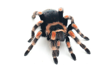 Mexican Red-Knee Tarantula (Brachypelma hamorii) isolated on white background
